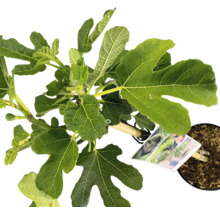 Vijgenboom in pot met groene bladeren