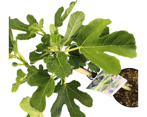 Vijgenboom in pot met groene bladeren