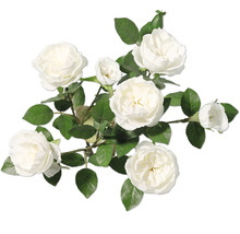 Boeket witte rozen met groene bladeren