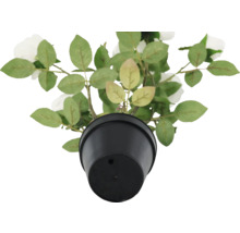 Kunstmatige roos in pot