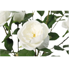 Close-up van een witte rozenbloem met groene bladeren