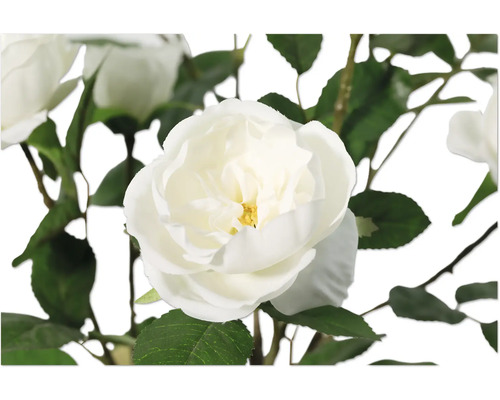 Close-up van een witte rozenbloem met groene bladeren