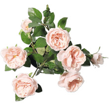 Decoratieve roos met bladeren in pot