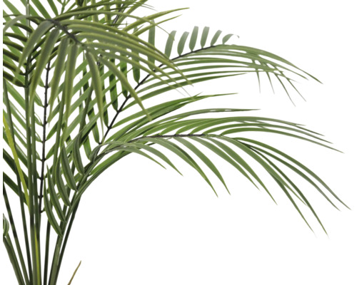 Palmboom met groene bladeren