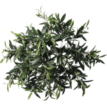 Bovenaanzicht van een olijfboomkruin met bladeren