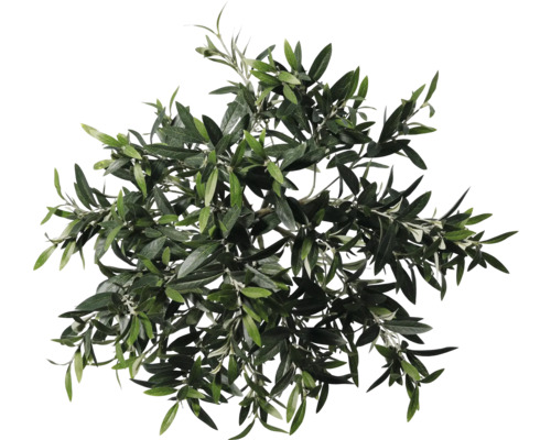 Bovenaanzicht van een olijfboomkruin met bladeren