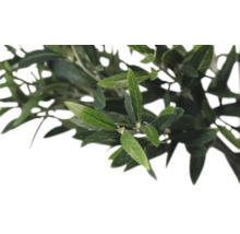 Olijfboomtak met bladeren