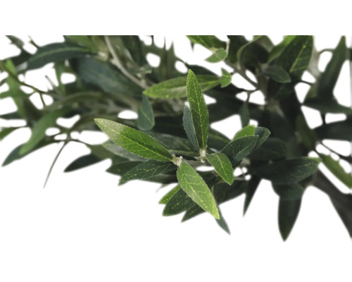 Olijfboomtak met bladeren