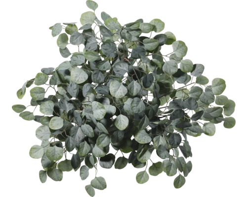 Eucalyptus tak ter decoratie
