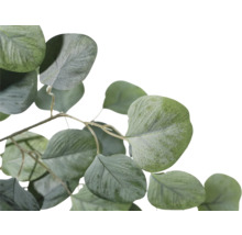 Eucalyptus tak met groene bladeren