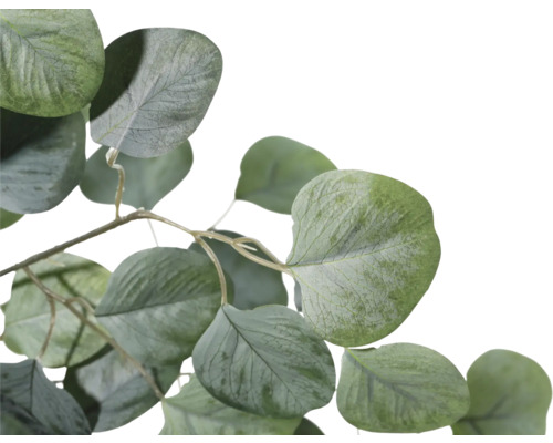 Eucalyptus tak met groene bladeren
