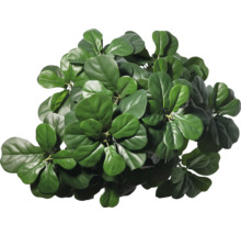 Vioolbladplant met groene bladeren