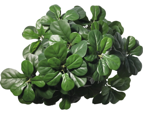 Vioolbladplant met groene bladeren