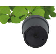 Zwarte plantenpot met plant van onderen