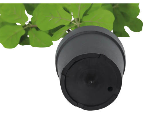 Zwarte plantenpot met plant van onderen