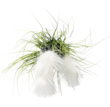 Decoratieve wollegrasplant met groene halmen en witte, pluizige bloeiwijzen