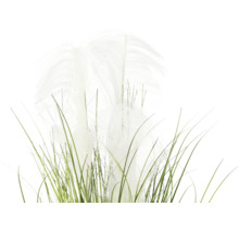 Decoratief pampagras met groene stengels en witte pluimen