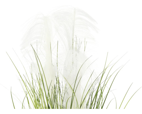 Decoratief pampagras met groene stengels en witte pluimen