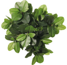 Topaanzicht van een kamerplant met groene bladeren