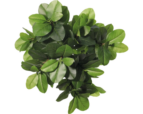 Topaanzicht van een kamerplant met groene bladeren