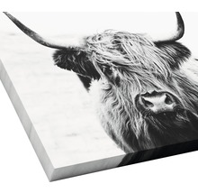 PURE LIVING Schilderij canvas Schotse Hooglander 27x27 cm