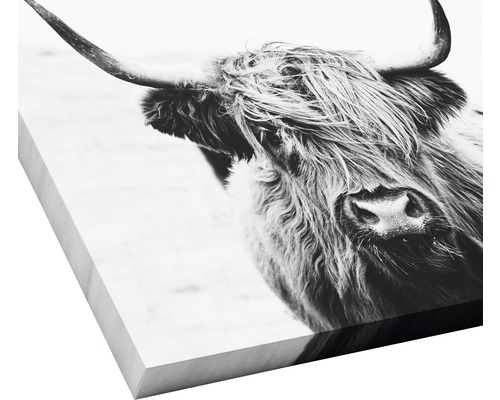 Close-up van een Schotse hooglander als wanddecoratie