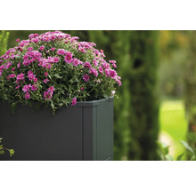 Bloempot met roze chrysanten in de tuin.