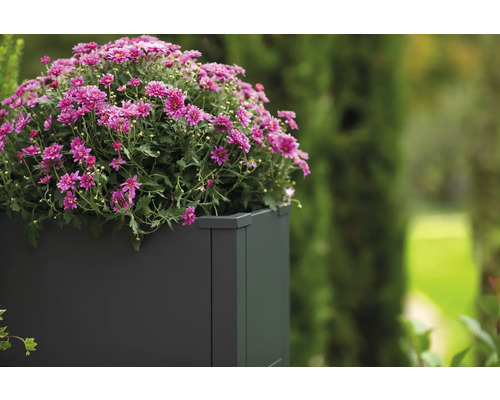 Bloempot met roze chrysanten in de tuin.