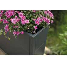 Bloembak met bloeiende bloemen