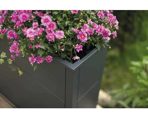 Bloembak met bloeiende bloemen