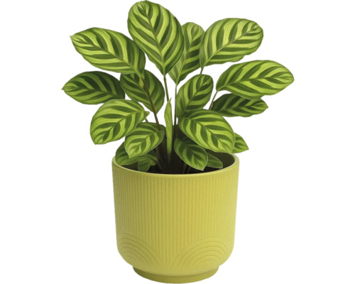 Calathea kamerplant in een pot