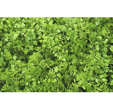 Close-up van een dichte, kunstmatige plantenbedekking voor binnen- en buitengebruik.