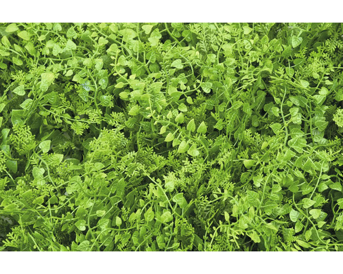 Close-up van een dichte, kunstmatige plantenbedekking voor binnen- en buitengebruik.