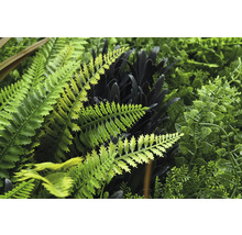 Gedetailleerde weergave van een kunstmatige plantenwand met verschillende varens en bladeren.