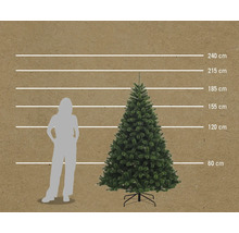 Maatvergelijking van een kerstboom met een persoon, weergegeven door lijnen op 60 cm, 120 cm, 155 cm, 185 cm, 215 cm en 240 cm hoogte.
