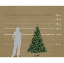 Maatvergelijking van een kerstboom met een vrouw, weergegeven met horizontale lijnen op 60 cm, 120 cm, 155 cm, 185 cm, 215 cm en 240 cm.
