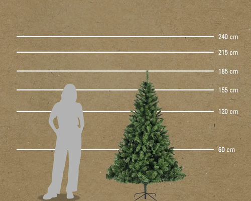 Maatvergelijking van een kerstboom met een vrouw, weergegeven met horizontale lijnen op 60 cm, 120 cm, 155 cm, 185 cm, 215 cm en 240 cm.