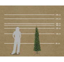 Vergelijking van de grootte van een slanke kerstboom met een persoon en meetlijnen in centimeters