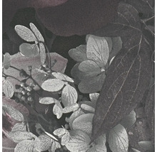 Close-up van hortensiabladeren