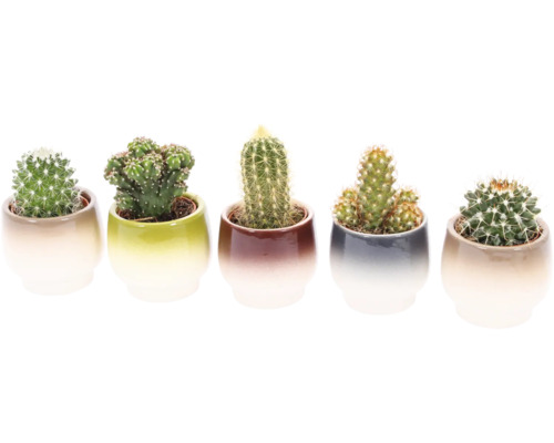 Vijf cactussen in potten