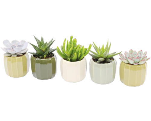 Vijf vetplanten in keramische potten