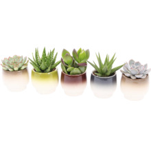 Vijf vetplanten in keramische potten