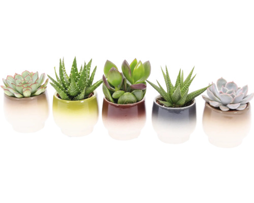 Vijf vetplanten in keramische potten