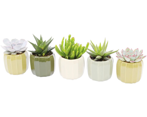 Vijf vetplanten in potten