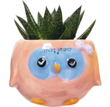 Succulent in bloempot met uil ontwerp