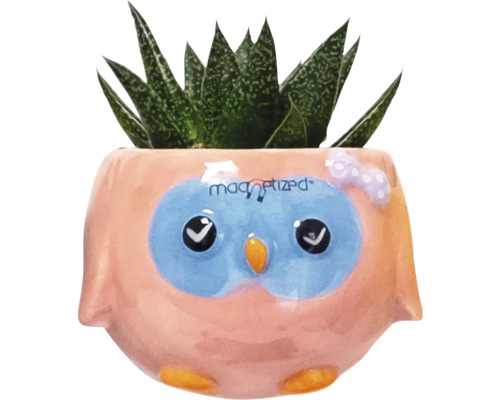 Succulent in bloempot met uil ontwerp