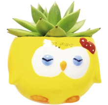 Decoratieve vetplant in gele bloempot met uilenmotief