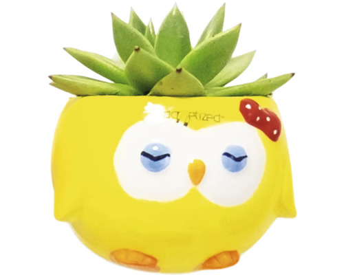 Decoratieve vetplant in gele bloempot met uilenmotief