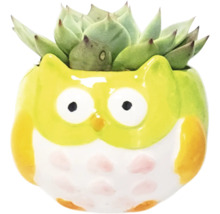 Decoratieve vetplant in een uil plantenbak