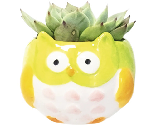 Decoratieve vetplant in een uil plantenbak